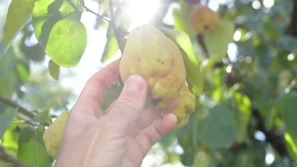 Jordbrukare Handplockning Mogen Kvitten Frukt Fruktträdgården Närbild Med Selektivt Fokus — Stockvideo
