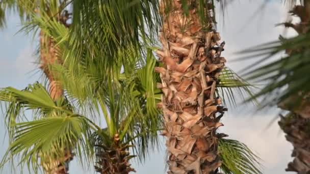 Palmeiras Paisagem Tropical Beira Mar Verão Férias Verão Fundo Férias — Vídeo de Stock