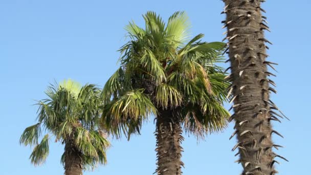 Palmiers Bord Mer Tropicale Été Vacances Été Arrière Plan Vacances — Video