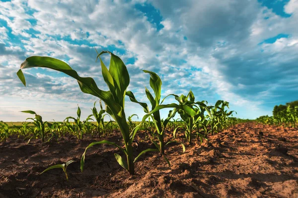 Mladá Plantáž Zelené Kukuřice Pozdním Odpoledni Širokoúhlý Záběr Selektivním Zaměřením — Stock fotografie