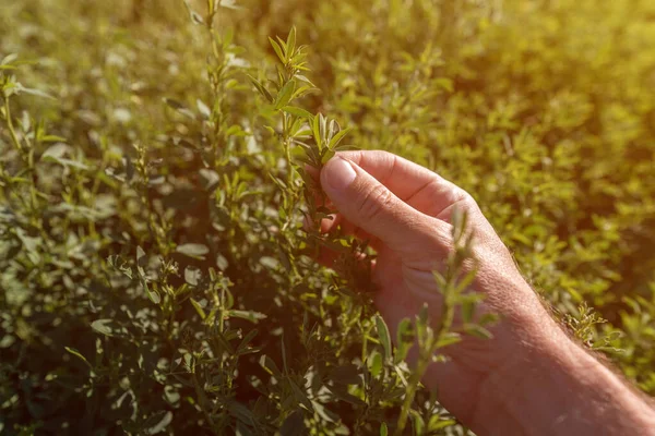 Jordbrukare Undersöker Lusern Alfalfa Grödor Fält Närbild Manlig Hand Med — Stockfoto