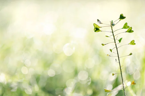 羊飼いの財布 Capsella Bursa Pastoris 抽象的なボケの背景を持つ草の植物 選択的な焦点 — ストック写真