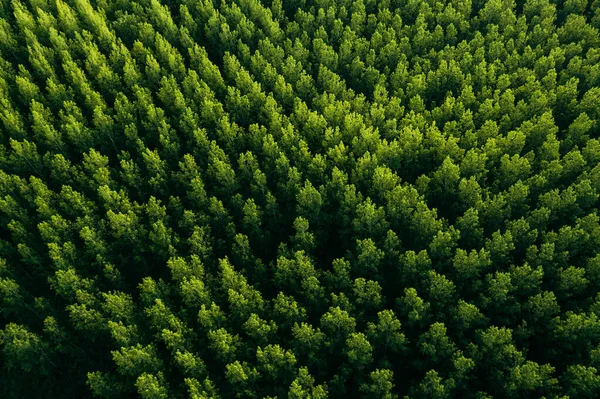 Bosque Verde Desde Arriba Fotografía Aérea Drones Copas Árboles Caducos — Foto de Stock