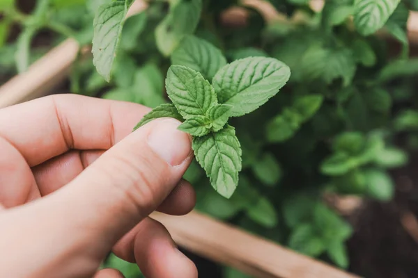 Gardener Handpicking Homegrown Basil Herbs Organic Garden Close Hand Selective — Stock Photo, Image