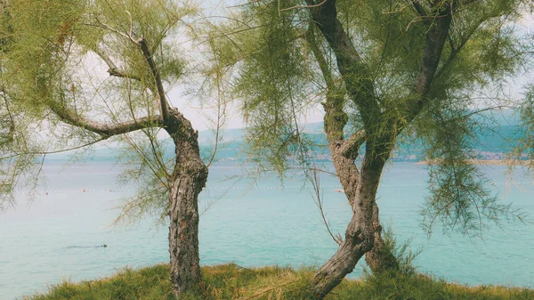 克罗地亚Kvarner湾Krk岛上的树木 背景为蓝色海水 — 图库照片