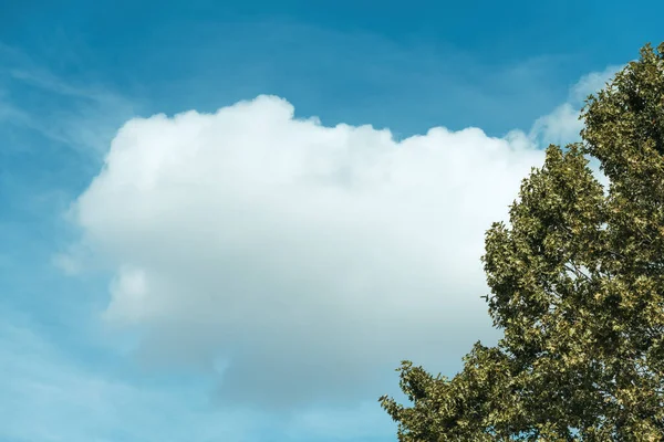 Albero Verde Nube Bianca Cielo Blu Natura Ambiente Sfondo Stagione — Foto Stock