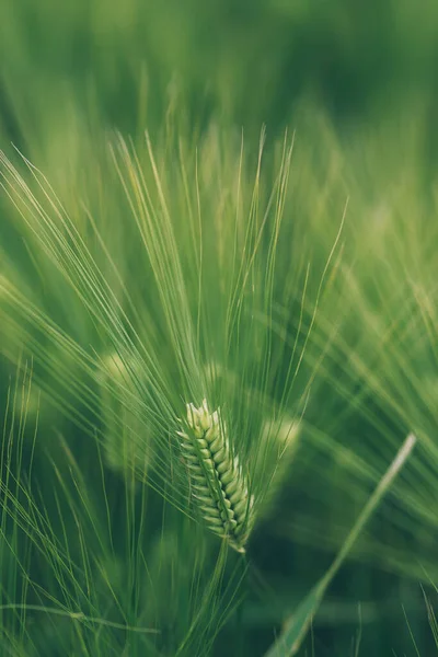 Unripe Green Wheat Ears Cultivated Plantation Field Selective Focus — Stock Photo, Image