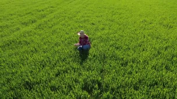 Flygfoto Kvinnliga Jordbrukare Står Grönt Vete Fält Och Tittar Över — Stockvideo