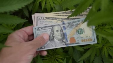Kenevir üreticisi Sativa, tarım işindeki geliriyle gurur duyuyor. Tarladaki yeşil mahsuller yerine Amerikan dolarının kazancını gösteriyor.