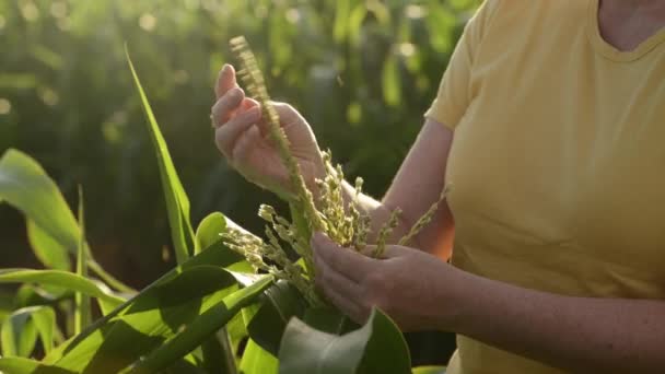 Campesina Inspeccionando Borla Maíz Campo Cultivado — Vídeo de stock