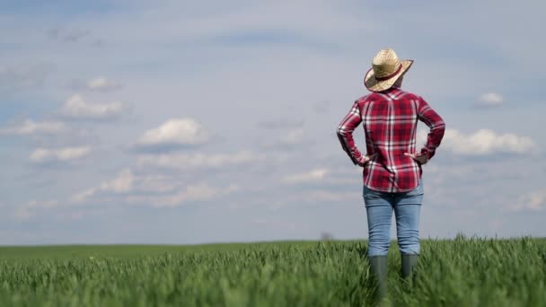 Vue Arrière Une Agricultrice Debout Dans Jeune Champ Herbe Blé — Video