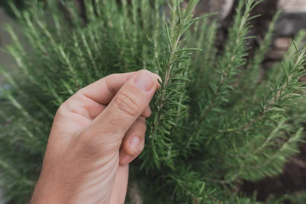 Tuinier Handpicking Zelfgemaakte Rozemarijn Kruiden Biologische Tuin Close Van Hand — Stockfoto