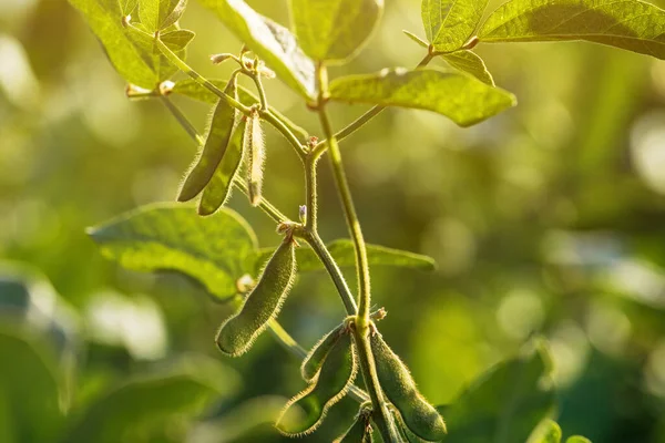 Planta Soja Verde Com Vagens Não Maduras Campo Cultivado Foco — Fotografia de Stock