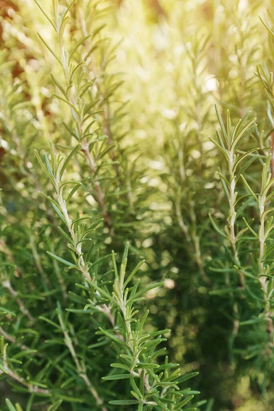 Erba Rosmarino Biologico Nostrano Giardino Cortile Messa Fuoco Selettiva — Foto Stock