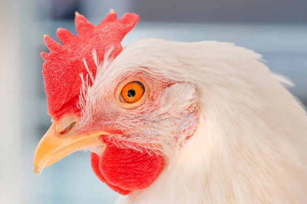 Zbliżenie Głowy Kurczaka Białego Wybiórczym Ukierunkowaniem — Zdjęcie stockowe