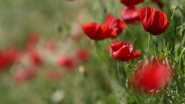 Baharda Çayır Çimlerinde Kırmızı Gelincik Çiçekleri Seçici Odak — Stok video