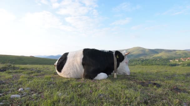 Free Range Dairy Farming Cow Resting Zlatibor Hills Slopes Springtime — Stock Video