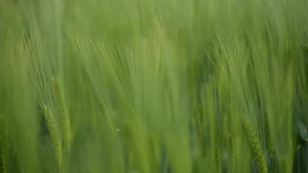 Cultivated Green Wheat Plantation Field Closeup Panning Shot Selective Focus — Stock Video