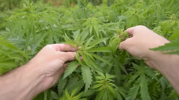 Coltivatore Cannabis Sativa Tocca Delicatamente Colture Campo Durante Regolare Check — Video Stock