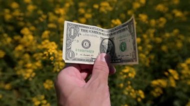 Tecavüz tohumu çiftçiliği kârı, Amerikan dolarlarını elinde tutan çiftçi yetiştirilmiş Brassica napus tarlası, seçici odaklanma.