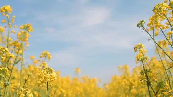 Kapustne Napus Lub Rośliny Rzepaku Kwitnące Wiosną Ostrość Wybiórcza — Wideo stockowe