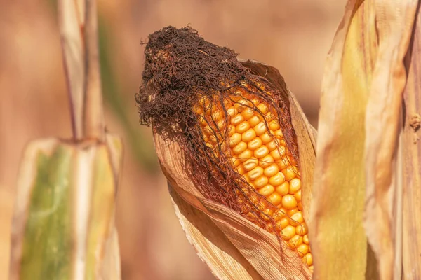 Kukoricafül Közelsége Kukoricatermő Területen Szelektív Fókusz — Stock Fotó
