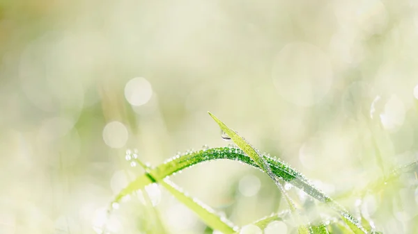 Rugiada Del Mattino Sulle Lame Erba Verde Primavera Messa Fuoco — Foto Stock