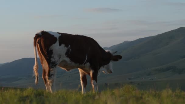 午前中に牧草地で排尿若い牛の牛 映像はセルビアのZlatibor山の斜面でキャプチャされます — ストック動画