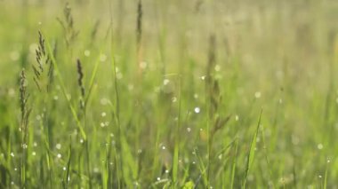 Sabah çiği ve yeşil çimenler gün doğumunda rüzgarda savruluyor, seçici bir odak ve sığ noktayla yaklaşın.