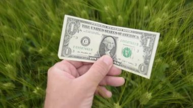 Arpa gevreği ekimi kazancı, tarladaki yeşil bitkiler üzerinde Amerikan doları banknotunu elinde tutan çiftçi, seçici odaklı