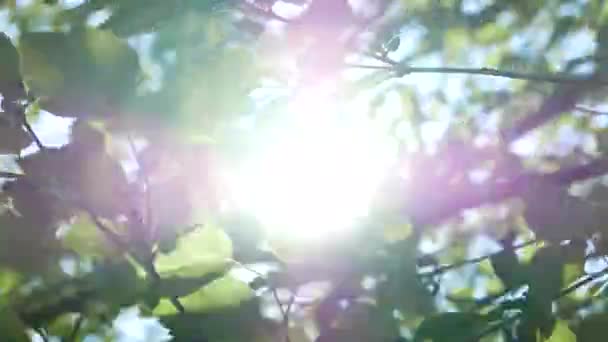 Sunlight Beaming Morus Tree Branches Green Leaves Spring Selective Focus — Stock Video