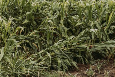 Corn crops with knocked over bent stem after severe wind storm in field, damaged maize plantation clipart
