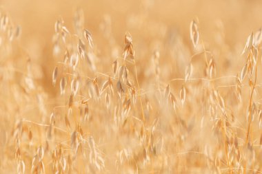 Olgun yulaf tarlasında hasat için hazır, rüzgarda sallanan, seçici odaklı