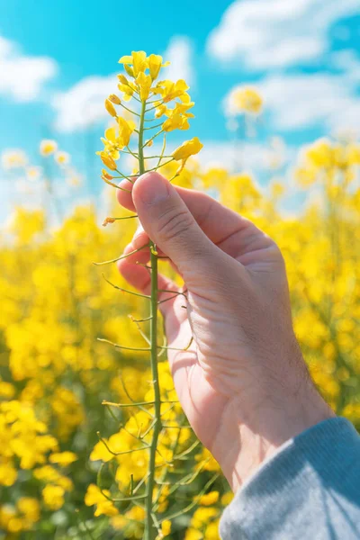 Male Farmer Inspecting Blooming Rapeseed Crops Field Close Hand Selective — Stock Photo, Image