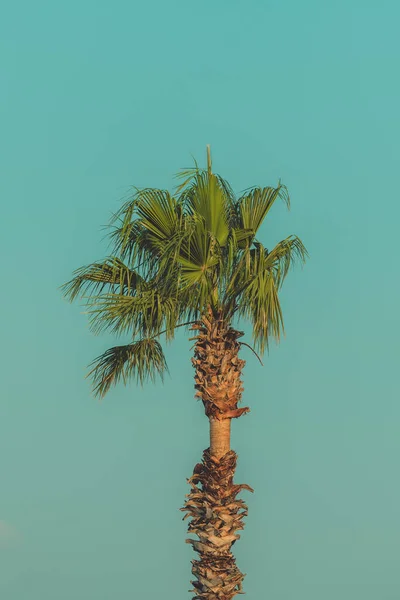 Palmeiras Paisagem Tropical Beira Mar Verão Férias Verão Fundo Férias — Fotografia de Stock