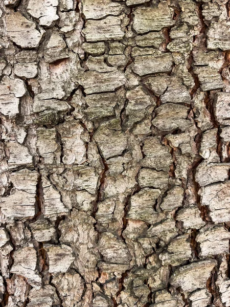 Imagem Close Crosta Árvore Como Fundo Padrões Naturais Abstratos — Fotografia de Stock