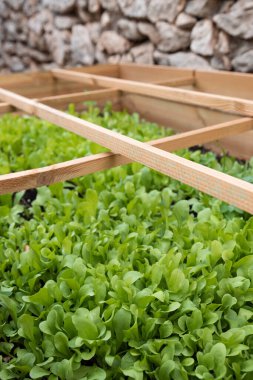 Ev bahçesinde yetişen organik mısır salatası (Valerianella Locusta), seçici bir odak noktası.