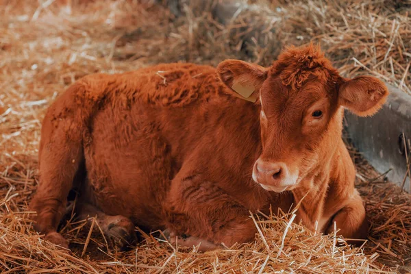 Vaca Limusina Granja Lechera Retrato Animal Ganado — Foto de Stock