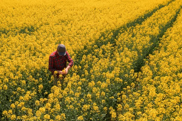 男性农民在田间察看开花菜籽作物的空中景观 高角无人机摄影 — 图库照片