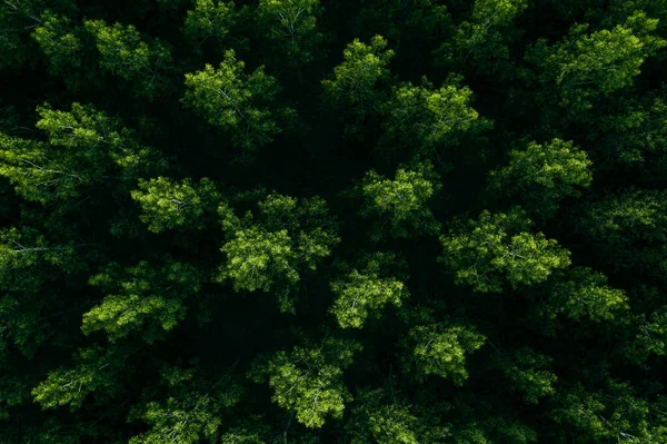 Green Forest Aerial Drone Photography Deciduous Treetops — Stock Photo, Image