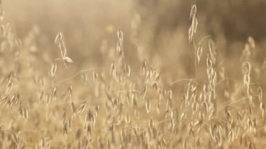 Olgun yulaf tarlasında hasat için hazır, rüzgarda sallanan, seçici odaklı