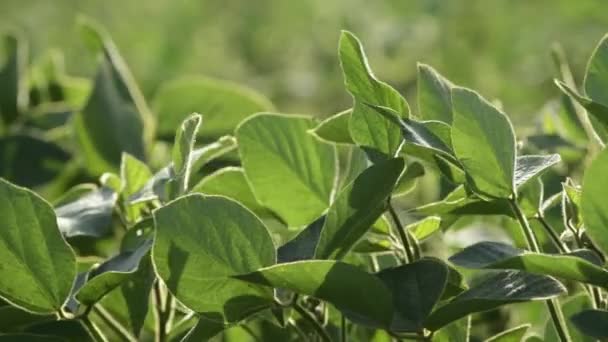 畑の大豆作物 グリシン最大栽培 選択的な焦点を当てた葉の終わり — ストック動画