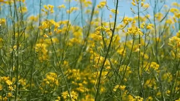 Fleur Jaune Fleurie Canola Brassica Napus Plein Champ Rapprochée Avec — Video