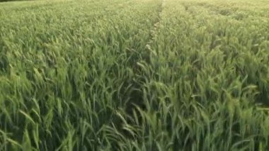 Rüzgar ve alçak irtifada sallanan yeşil arpa kulaklarının drone görüntüleri.