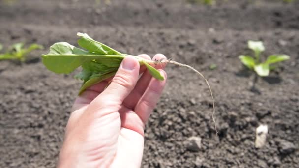 現場での砂糖ビートの根の作物の苗を調べる農家 選択的な焦点を当てた手の閉鎖 — ストック動画