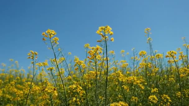 Colza Canola Flores Amarillas Campo Cultivado Cultivo Brassica Napus — Vídeo de stock