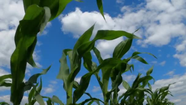 Молодые Зеленые Кукурузные Плантации Весной Широкоугольный Выстрел — стоковое видео