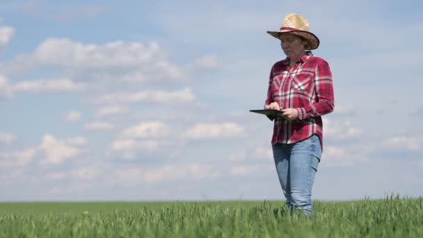 Kobieta Rolnik Agronomist Pomocą Tabletu Cyfrowego Dziedzinie Zielonej Pszenicy Innowacyjnej — Wideo stockowe