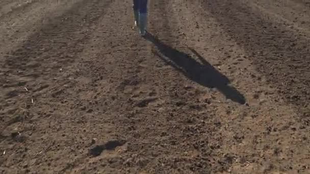 Vista Trasera Agricultora Caminando Campo Arado Imágenes Aviones Tripulados Con — Vídeos de Stock