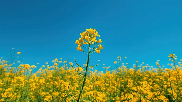 Rzepak Rzepakowy Żółte Kwiaty Rzepaku Polach Uprawnych Brassica Napus Uprawy — Zdjęcie stockowe